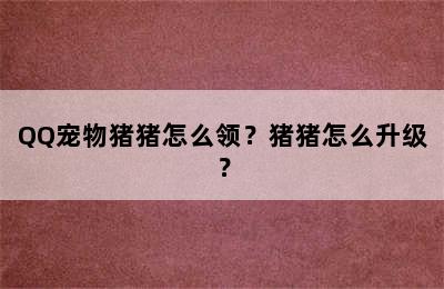 QQ宠物猪猪怎么领？猪猪怎么升级？