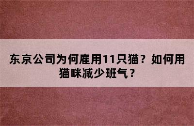 东京公司为何雇用11只猫？如何用猫咪减少班气？