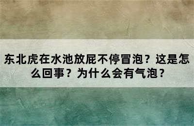 东北虎在水池放屁不停冒泡？这是怎么回事？为什么会有气泡？