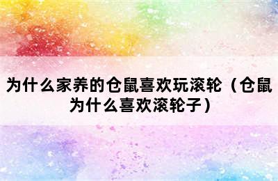 为什么家养的仓鼠喜欢玩滚轮（仓鼠为什么喜欢滚轮子）