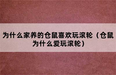 为什么家养的仓鼠喜欢玩滚轮（仓鼠为什么爱玩滚轮）