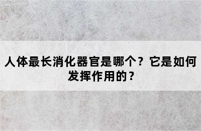人体最长消化器官是哪个？它是如何发挥作用的？