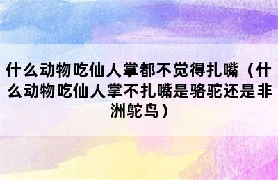 什么动物吃仙人掌都不觉得扎嘴（什么动物吃仙人掌不扎嘴是骆驼还是非洲鸵鸟）