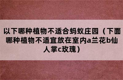 以下哪种植物不适合蚂蚁庄园（下面哪种植物不适宜放在室内a兰花b仙人掌c玫瑰）