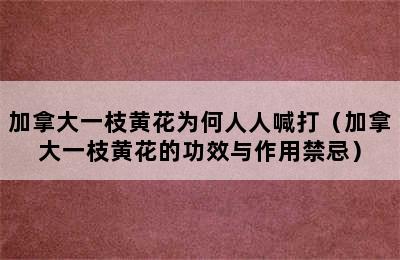 加拿大一枝黄花为何人人喊打（加拿大一枝黄花的功效与作用禁忌）