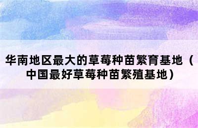 华南地区最大的草莓种苗繁育基地（中国最好草莓种苗繁殖基地）