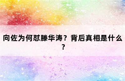 向佐为何怼滕华涛？背后真相是什么？