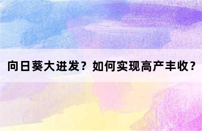 向日葵大进发？如何实现高产丰收？