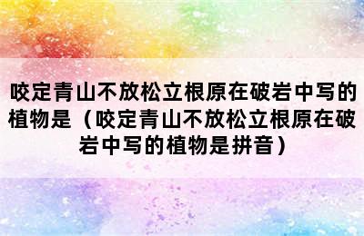 咬定青山不放松立根原在破岩中写的植物是（咬定青山不放松立根原在破岩中写的植物是拼音）