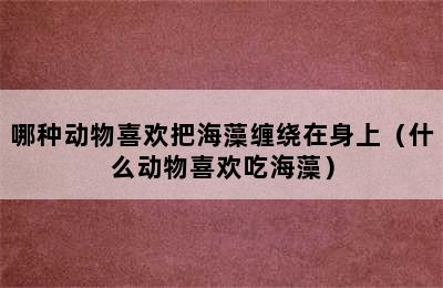 哪种动物喜欢把海藻缠绕在身上（什么动物喜欢吃海藻）