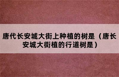 唐代长安城大街上种植的树是（唐长安城大街植的行道树是）