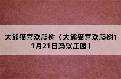 大熊猫喜欢爬树（大熊猫喜欢爬树11月21日蚂蚁庄园）