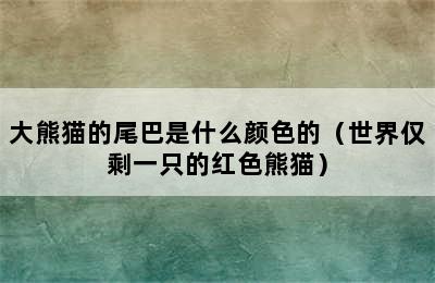 大熊猫的尾巴是什么颜色的（世界仅剩一只的红色熊猫）