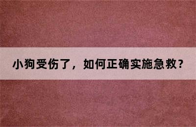 小狗受伤了，如何正确实施急救？