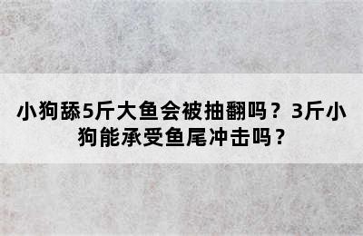 小狗舔5斤大鱼会被抽翻吗？3斤小狗能承受鱼尾冲击吗？