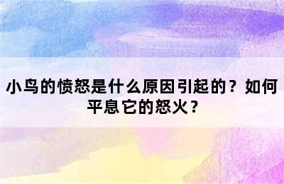 小鸟的愤怒是什么原因引起的？如何平息它的怒火？