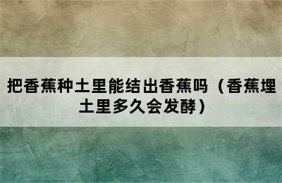 把香蕉种土里能结出香蕉吗（香蕉埋土里多久会发酵）