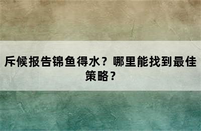 斥候报告锦鱼得水？哪里能找到最佳策略？