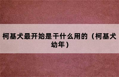 柯基犬最开始是干什么用的（柯基犬幼年）