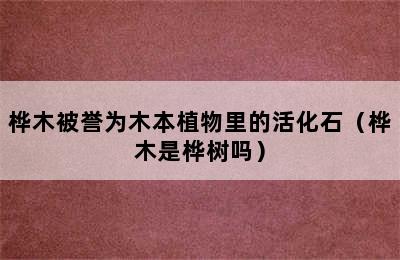 桦木被誉为木本植物里的活化石（桦木是桦树吗）