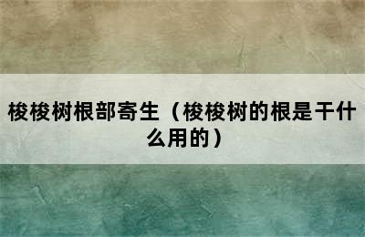 梭梭树根部寄生（梭梭树的根是干什么用的）