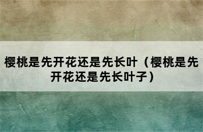 樱桃是先开花还是先长叶（樱桃是先开花还是先长叶子）