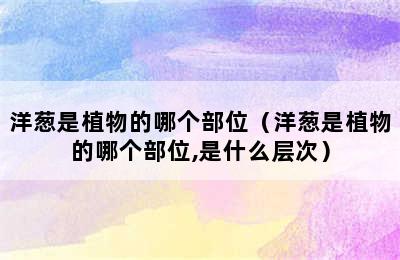 洋葱是植物的哪个部位（洋葱是植物的哪个部位,是什么层次）