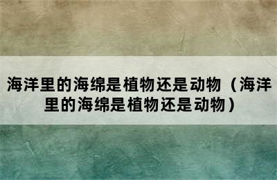 海洋里的海绵是植物还是动物（海洋里的海绵是植物还是动物）