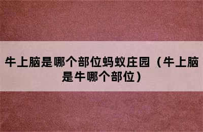 牛上脑是哪个部位蚂蚁庄园（牛上脑是牛哪个部位）