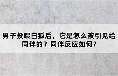 男子投喂白狐后，它是怎么被引见给同伴的？同伴反应如何？