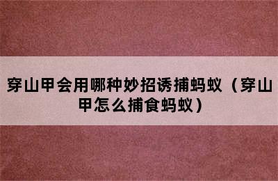 穿山甲会用哪种妙招诱捕蚂蚁（穿山甲怎么捕食蚂蚁）