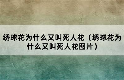 绣球花为什么又叫死人花（绣球花为什么又叫死人花图片）