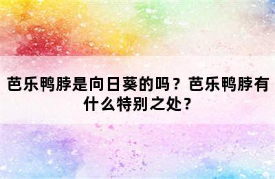 芭乐鸭脖是向日葵的吗？芭乐鸭脖有什么特别之处？