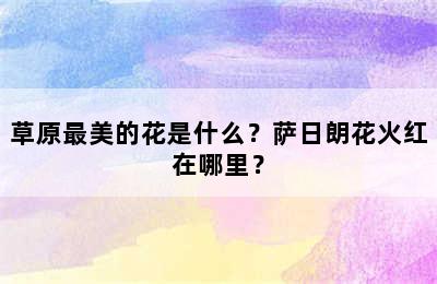 草原最美的花是什么？萨日朗花火红在哪里？