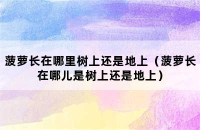 菠萝长在哪里树上还是地上（菠萝长在哪儿是树上还是地上）