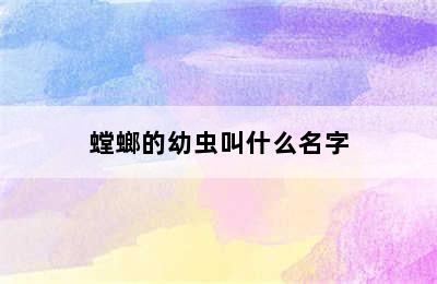 螳螂的幼虫叫什么名字