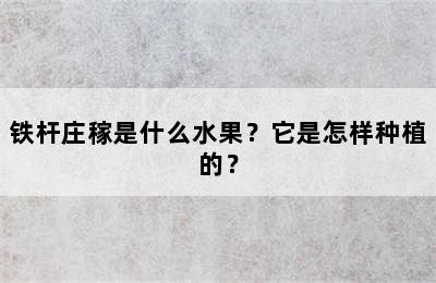 铁杆庄稼是什么水果？它是怎样种植的？