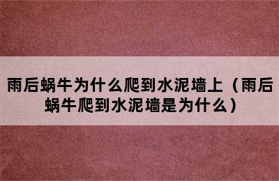 雨后蜗牛为什么爬到水泥墙上（雨后蜗牛爬到水泥墙是为什么）