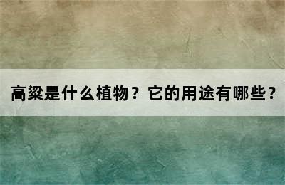 高粱是什么植物？它的用途有哪些？