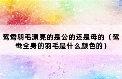 鸳鸯羽毛漂亮的是公的还是母的（鸳鸯全身的羽毛是什么颜色的）