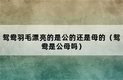 鸳鸯羽毛漂亮的是公的还是母的（鸳鸯是公母吗）