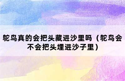 鸵鸟真的会把头藏进沙里吗（鸵鸟会不会把头埋进沙子里）